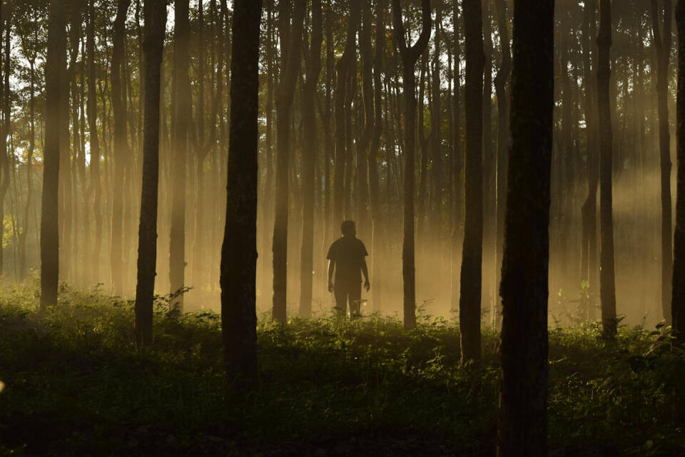 A man in the forest who needs psychic guidance to help figure out next soul purpose move