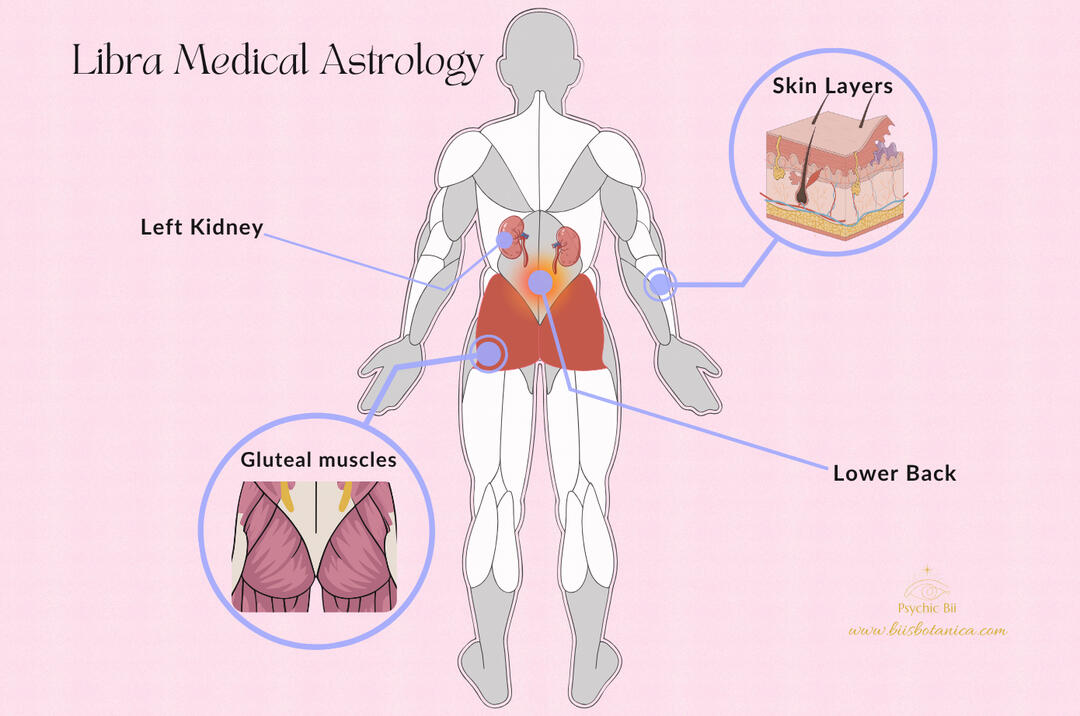 Libra medical astrology chart highlighting kidneys, skin, lower back, and gluteal muscles as zodiac body parts connected to Libra health.