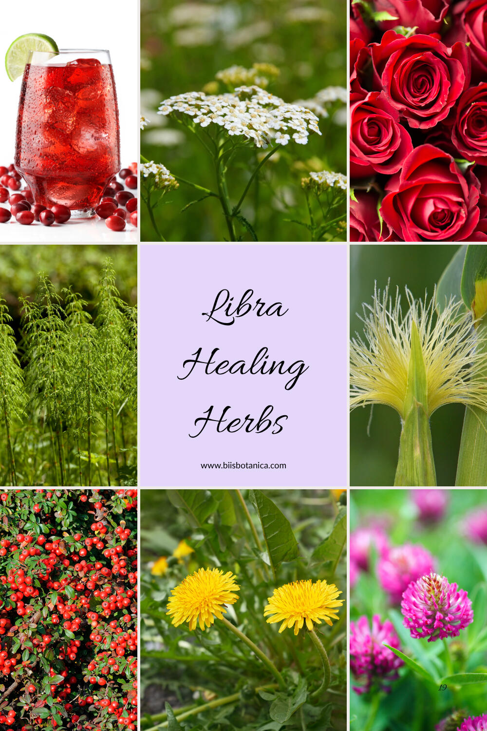 Libra zodiac healing herbs including Cranberry, Horsetail, Bearberry, Dandelion, Red Clover, Corn silk, Rose, and Yarrow for balance and harmony.