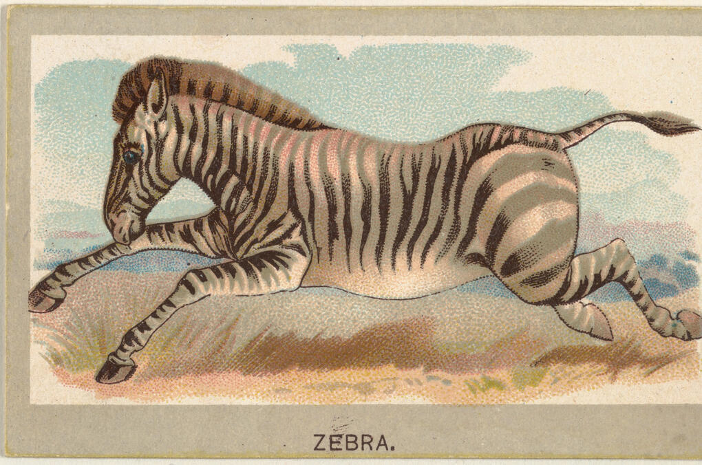 sagittarius zebra running in 28 days psychic prediction reading