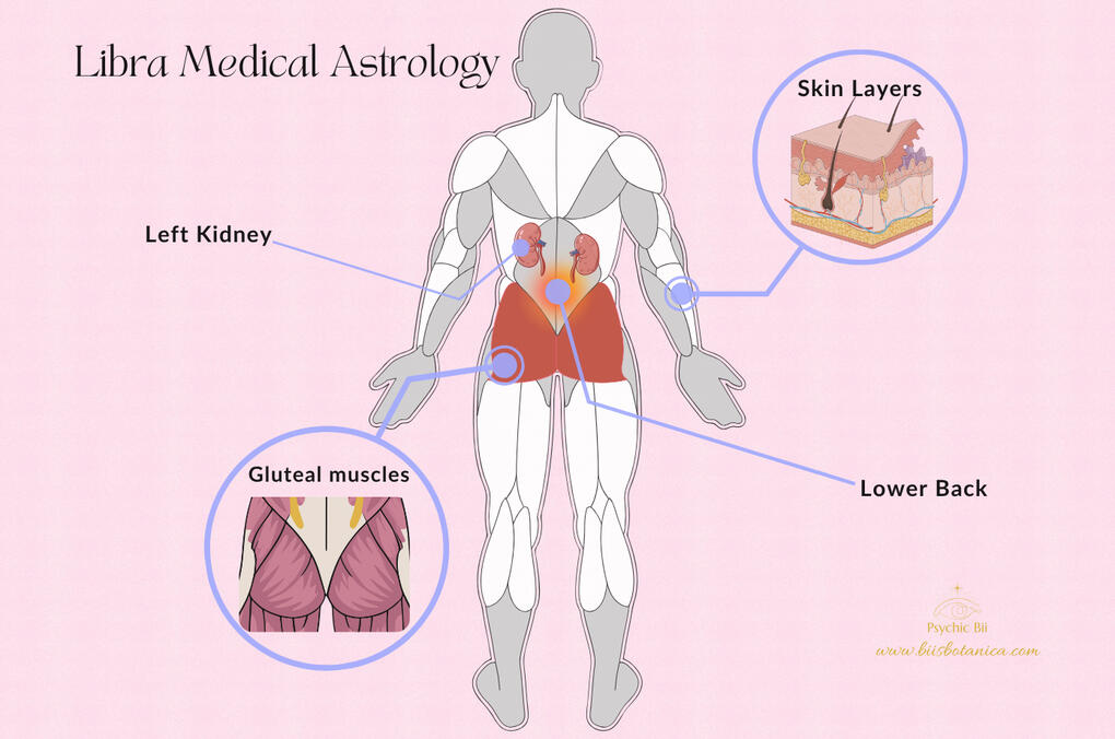 Libra medical astrology chart highlighting kidneys, skin, lower back, and gluteal muscles as zodiac body parts connected to Libra health.